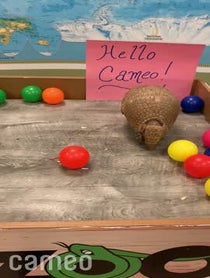 Poster for Intro video video from Gwen the Armadillo