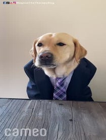 Poster for Intro video video from Magnus The Therapy Dog