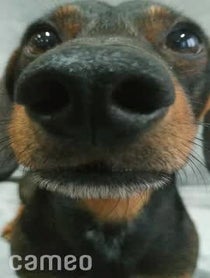 Poster for Intro video video from Charlie Sausage Dog