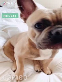 Poster for Intro video video from Astro the French Bulldog