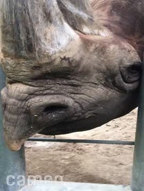 Poster for Intro video video from Rhinos