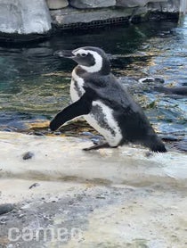 Poster for Intro video video from Penguins - Aquarium Of The Pacific