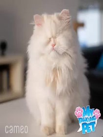 Poster for Intro video video from Moet the Blind Cat