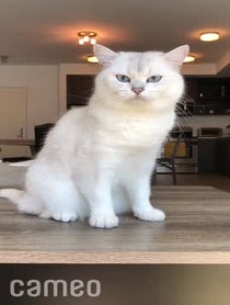 Poster for Intro video video from Coby The Cat