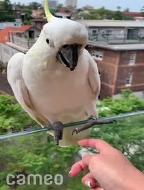 Poster for Intro video video from The Almond Cafe