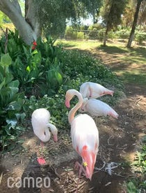 Poster for Intro video video from Flamingos