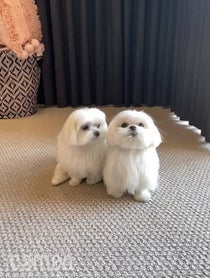 Poster for Intro video video from Coco The Maltese Dog