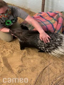 Poster for Intro video video from Bintu the African Crested Porcupine