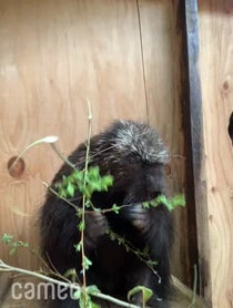 Poster for Intro video video from Henry the Porcupine