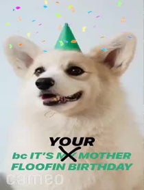 Poster for Intro video video from Winston the White Corgi