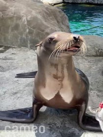 Poster for Intro video video from Aquarium of the Pacific Seals/Sea Lions