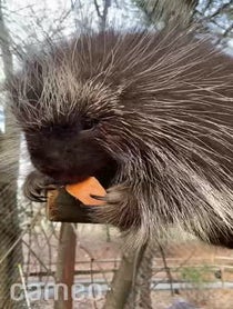 Poster for Intro video video from Porcupines at Stone Zoo