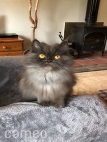 Poster for Intro video video from Bobbie the Persian