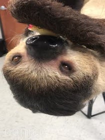 Poster for Intro video video from Lola the Sloth