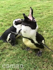 Poster for Intro video video from Penguins at Dallas Zoo