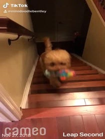 Poster for Intro video video from Bentley The Goldendoodle Puppy