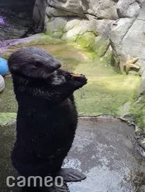 Poster for Intro video video from Sea Otters at Aquarium of the Pacific