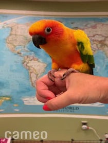 Poster for Intro video video from Lucy the Sun Conure