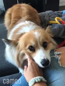 Poster for Intro video video from Hudson The Fluffy Corgi
