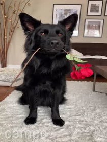 Poster for Intro video video from Charlie The Black Shepherd