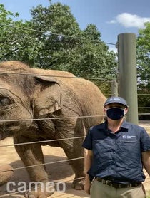 Poster for Intro video video from Elephants at Houston Zoo