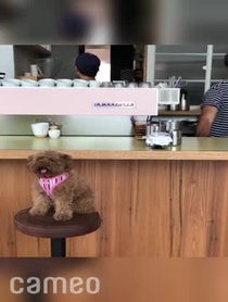 Poster for Intro video video from Jinkee the Red Toy Poodle