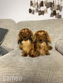 Poster for Intro video video from Cheddar & Chester