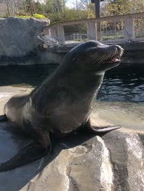Poster for Intro video video from Diego the Sea Lion