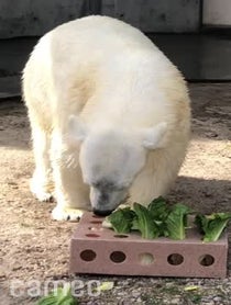 Poster for Intro video video from Nora the Polar Bear