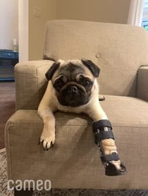 Poster for Intro video video from Philomena The Pug
