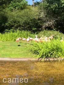 Poster for Intro video video from Flamingos at BREC’s Baton Rouge Zoo