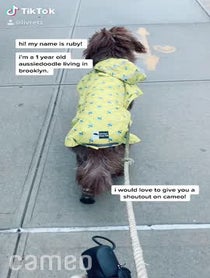 Poster for Intro video video from Ruby the Aussiedoodle