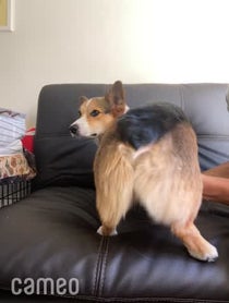 Poster for Intro video video from Pavlov The Corgi