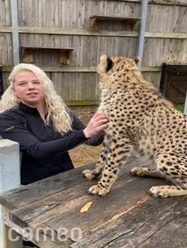 Poster for Intro video video from Cincinnati Zoo Cheetahs