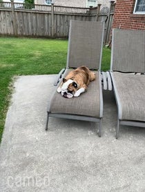 Poster for Intro video video from Reuben the Bulldog