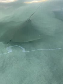 Poster for Intro video video from Barrel Boy the Stingray