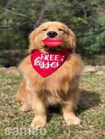 Poster for Intro video video from Cooper the Golden Retriever
