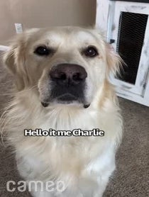 Poster for Intro video video from Charlie the Golden