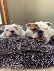 Poster for Intro video video from Eggnog The Bulldog