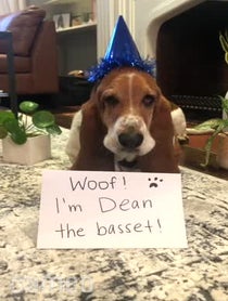 Poster for Intro video video from Dean the Basset
