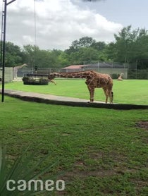 Poster for Intro video video from Giraffe