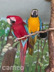 Poster for Intro video video from Macaws Rockwell & Cusco at Stone Zoo