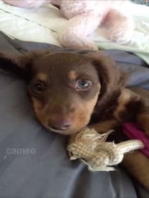 Poster for Intro video video from Coco and Chili the Mini Doxies