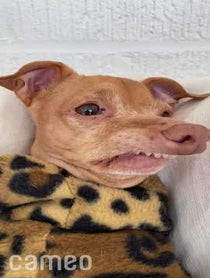 Poster for Intro video video from Tuna Melts My Heart