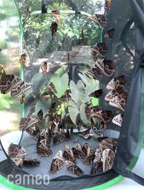 Poster for Intro video video from Butterfly releases at the Butterfly House: An Insect Zoo