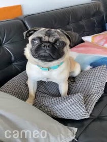 Poster for Intro video video from bbthatpug